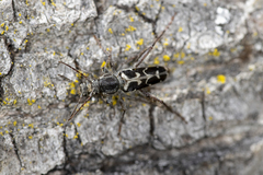 Neoclytus conjunctus