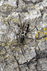 Neoclytus conjunctus