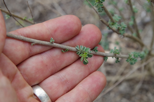 Dalea scandens, photograph 3