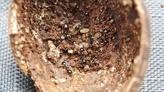 Temnothorax tuscaloosae