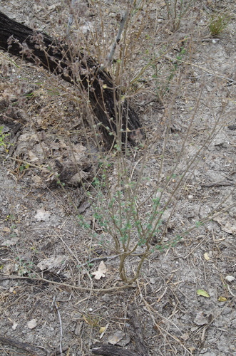 Image of Dalea scandens by (c) Eric Knight, some rights reserved (CC BY)