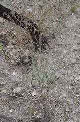 Dalea scandens, photograph (c) Eric Knight, some rights reserved (CC BY)