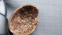 Temnothorax tuscaloosae