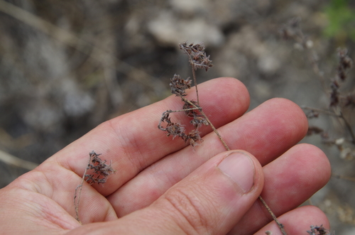 Image of Dalea scandens by (c) Eric Knight, some rights reserved (CC BY)