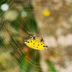 Gasteracantha cancriformis