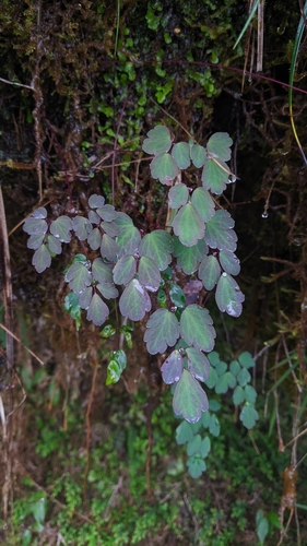 Image of Thalictrum urbainii by (c) Cheng-Te Hsu, some rights reserved (CC BY)
