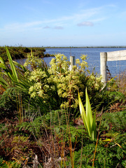 Aciphylla traversii
