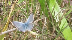 Icaricia icarioides parapheres