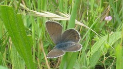 Icaricia icarioides parapheres
