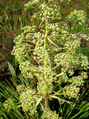 Aciphylla traversii