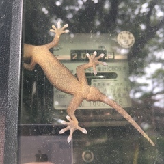 Gekko japonicus
