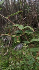 Berberis morii