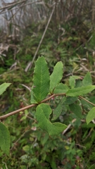 Berberis morii