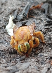 Xylocopa sonorina