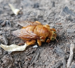 Xylocopa sonorina