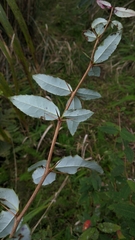 Berberis morii