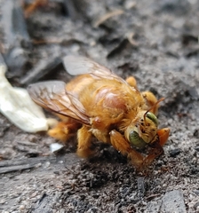 Xylocopa sonorina