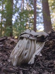 Helvella maculata