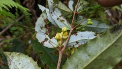 Berberis morii