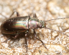 Tarpela micans
