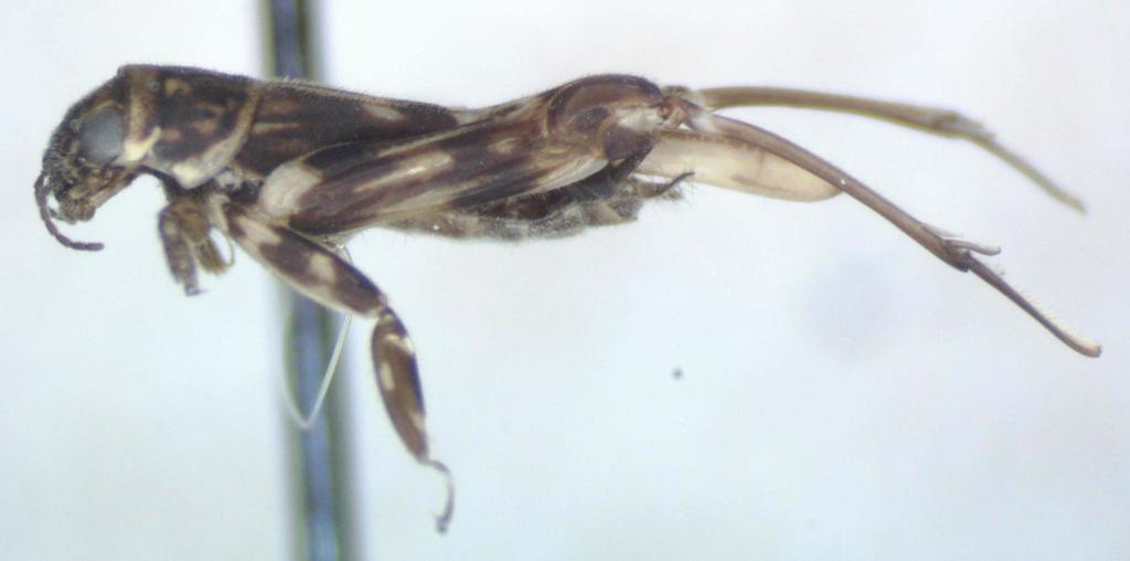 Minute Pygmy Locust