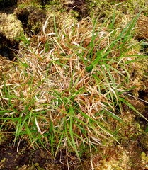 Carex chathamica