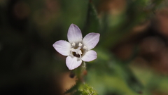 Gilia diegensis