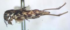 Tridactylidae