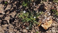 Gilia diegensis