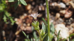 Gilia diegensis