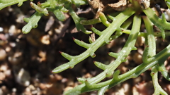Gilia diegensis
