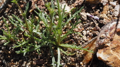 Gilia diegensis