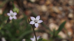Gilia diegensis