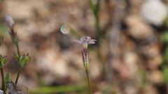 Gilia diegensis