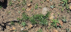 Gilia diegensis
