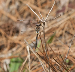 Helocordulia selysii