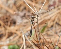 Helocordulia selysii