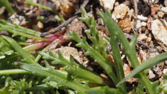 Gilia diegensis