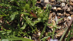 Gilia diegensis
