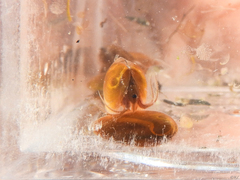 Cyzicus californicus