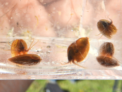 Cyzicus californicus