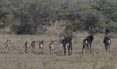 Hippotragus niger niger