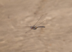 Helocordulia selysii