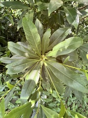 Xanthostemon chrysanthus