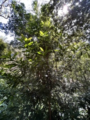 Xanthostemon chrysanthus