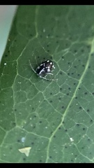 Niptinus niveus
