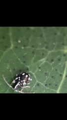 Niptinus niveus