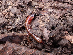 Meracantha contracta