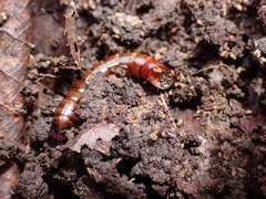 Meracantha contracta