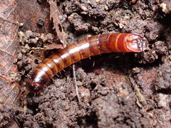 Meracantha contracta